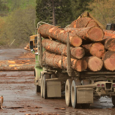 Imported Hardwoods