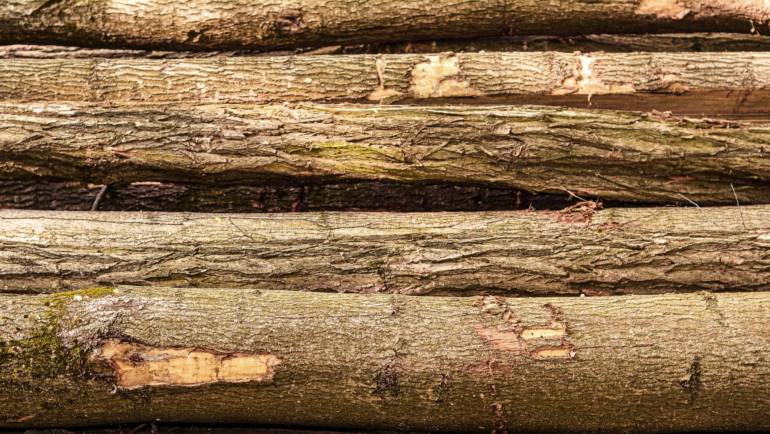 Forestry and Timber